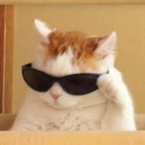 Create meme: cat, cool cat meme, meme of cute cat