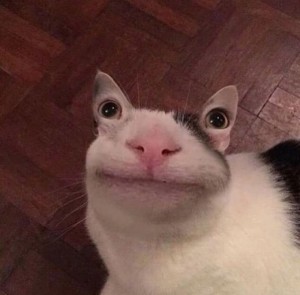 Create meme: cute cat, smiling cat meme, cat eyes meme