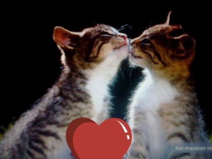 Create meme: paired seals, favorite cat, cats in love