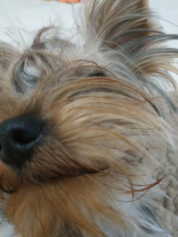 Create meme: york standard, Yorkshire Terrier boy, Terrier 