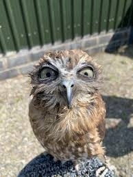 Create meme: bird owl , the owl is cool, ruffled owl