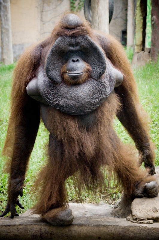 Create meme: planet of the apes orangutan, orangutan , male orangutan