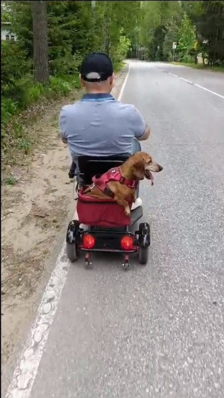 Create meme: wheelchair for dogs, Dachshund , a dog on a moped