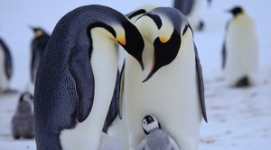 Create meme: cute penguins, Emperor penguin, penguin