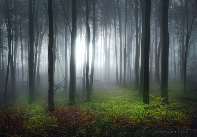 Create meme: forest mysticism, the forest is mysterious, forest misty