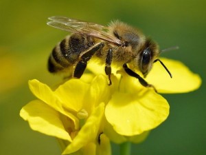 Создать мем: пчела несет мед, крылья пчелы, пчела на рапсе