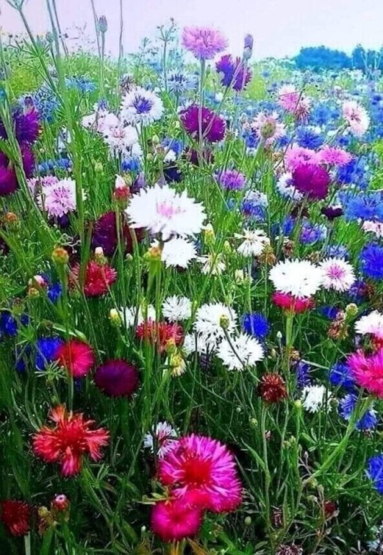 Create meme: cornflowers flowers, cornflower field, cornflower flower