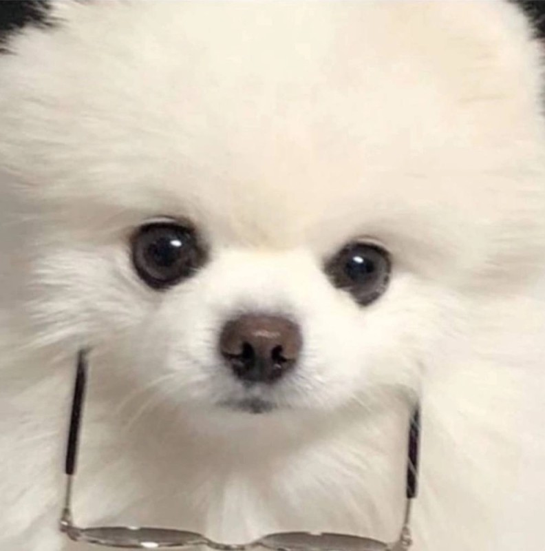 Create meme: white pomeranian, pomeranian dwarf white, pomeranian white pomeranian