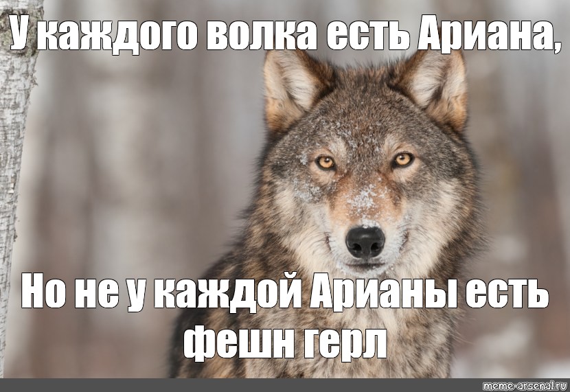 Каждому свое волк. Каждый волк. Волк Мем шаблон. Дратути я волк Мем. Важно не важно важно волк.