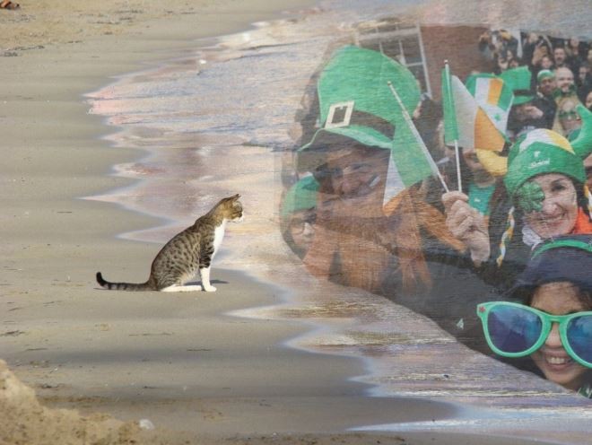 Создать мем: кошка, кот на пляже, кот кот