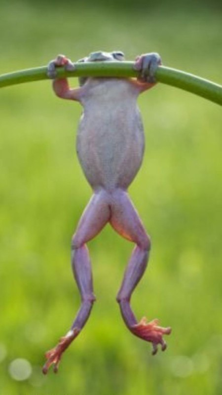 Create meme: beautiful frogs, unusual frogs, frogs