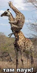 Create meme: giraffe