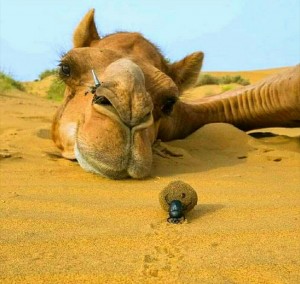 Create meme: the face of a camel, camel in the desert, camel