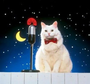 Create meme: cat with microphone, seals, cat
