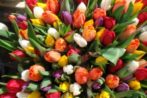 Create meme: with international women's day, March 8, Dutch tulips