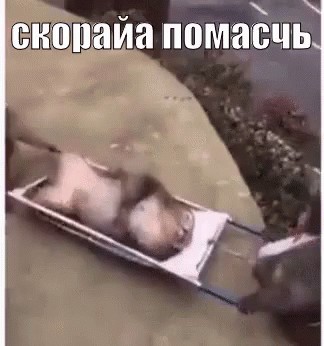 Create meme: funny monkeys, funny animals , funny monkeys