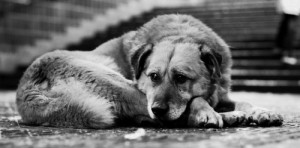 Create meme: homeless animal, homeless animals