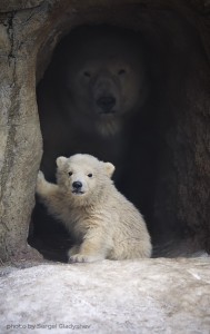 Создать мем: белый медведь в зоопарке, белый медведь детеныши, белый медведь екатеринбург зоопарк
