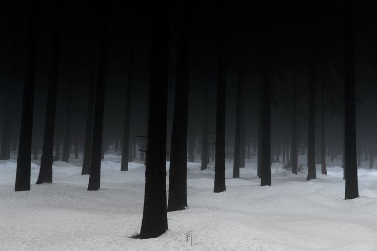 Создать мем: зима лес, мрачный зимний лес, темный снежный лес