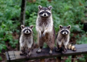 Create meme: unique animals, photos raccoon, raccoon paper
