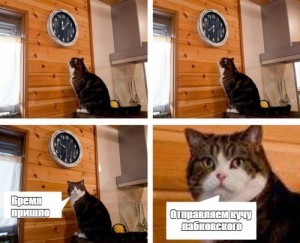 Create meme: memes with cats, MEM time cat pattern, cat