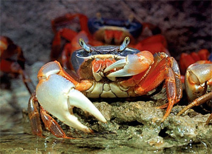 Create meme: crab , rainbow crab, crabs crabs