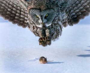 Create meme: predator hunting, national geographic, owl