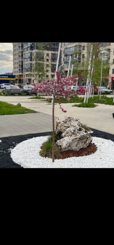 Create meme: tree Sakura, decorative apple tree, apple blossom