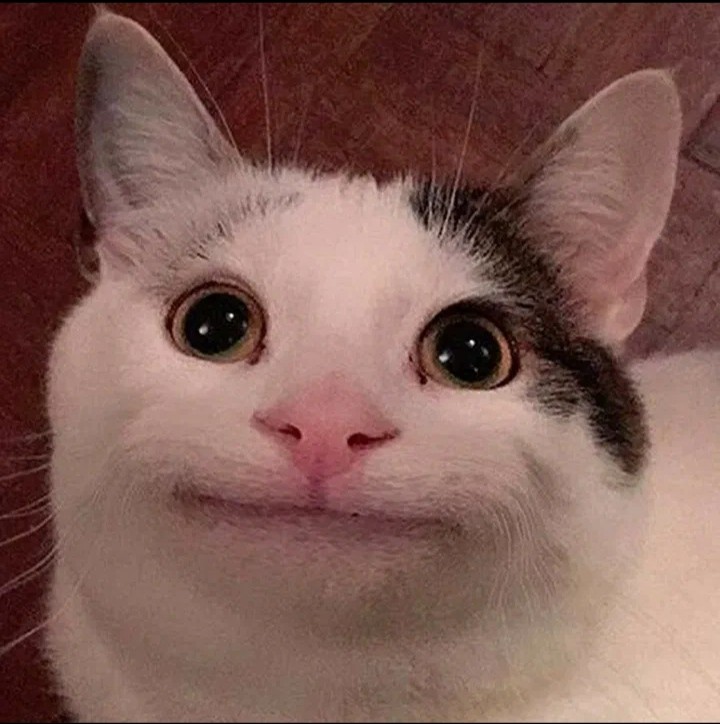 Create meme: cute cat meme, smiling cat , smiling cat meme