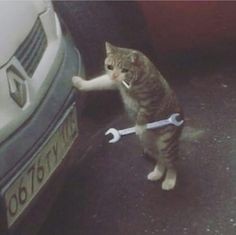 Create meme: funny cats , cat , cat with a wrench