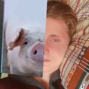 Создать мем: свинка, большая свинья, хрюшка