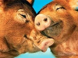 Создать мем: две свиньи, поцелуй хрюши, поросята любовь