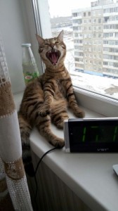 Create meme: laughing, my cat, Neighing cat