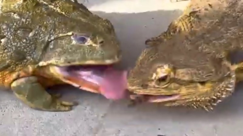 Create meme: the bull frog, hungry frog, toad 