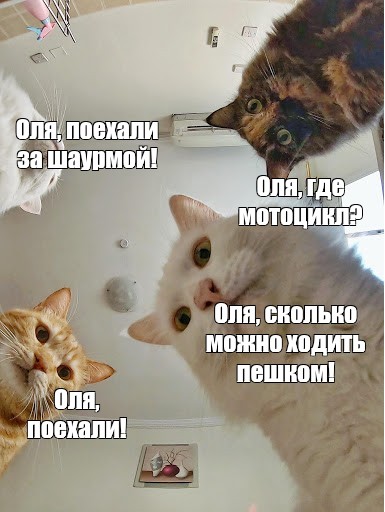 Оли еду. Мемы с котами. Мем про Наташу и котов. Мемы про кошек и Наташу. Котик смотрит на чужую еду Мем.