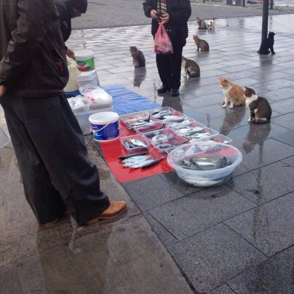 Create meme: funny animals , cat and fish, street cats