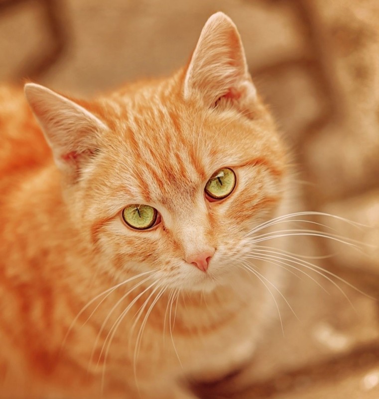 Создать мем: оранжевая кошка, рыжий кот с рыжими глазами, рыжий кот с желтыми глазами