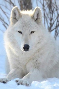 Создать мем: wolf, arctic wolf, полярный волк