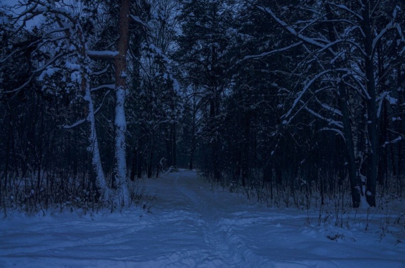 Create meme: Winter forest, dark winter forest, Winter forest night