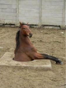 Create meme: the horse in the hatch