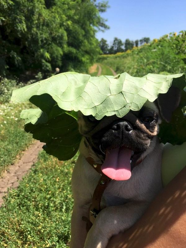 Create meme: pug , hot summer, autumn pug