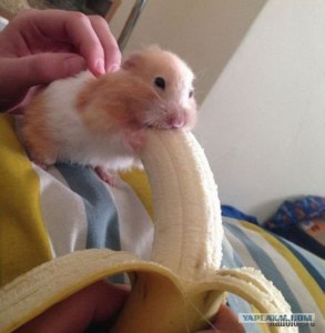 Create meme: hamster, a hamster eating a banana, funny animals
