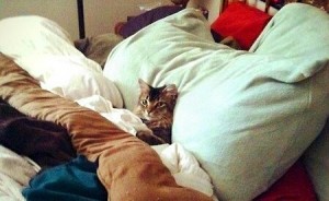Создать мем: котики, кошки, котик в постели