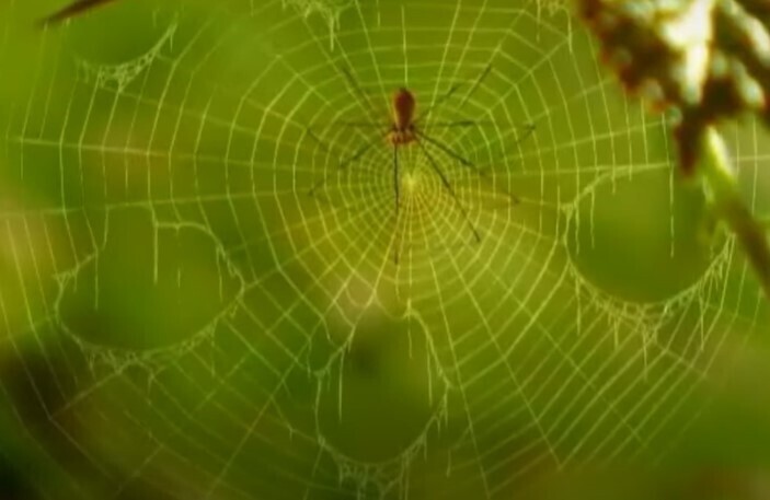 Create meme: The big web, a spider spinning a web, spiders