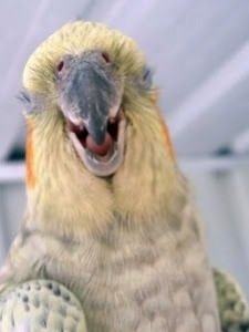Create meme: funny birds, animals parrot, parrot funny