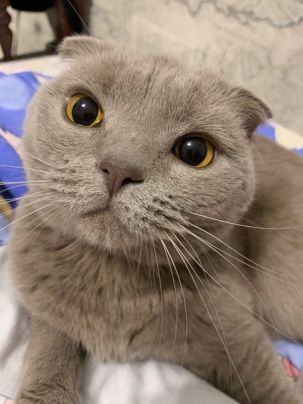 Create meme: Scottish fold, the breed is Scottish fold, lop-eared 