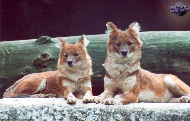 Create meme: red wolf, red mountain wolf, the red wolf in the Moscow zoo