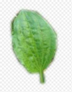 Create meme: plantain, plantain leaf