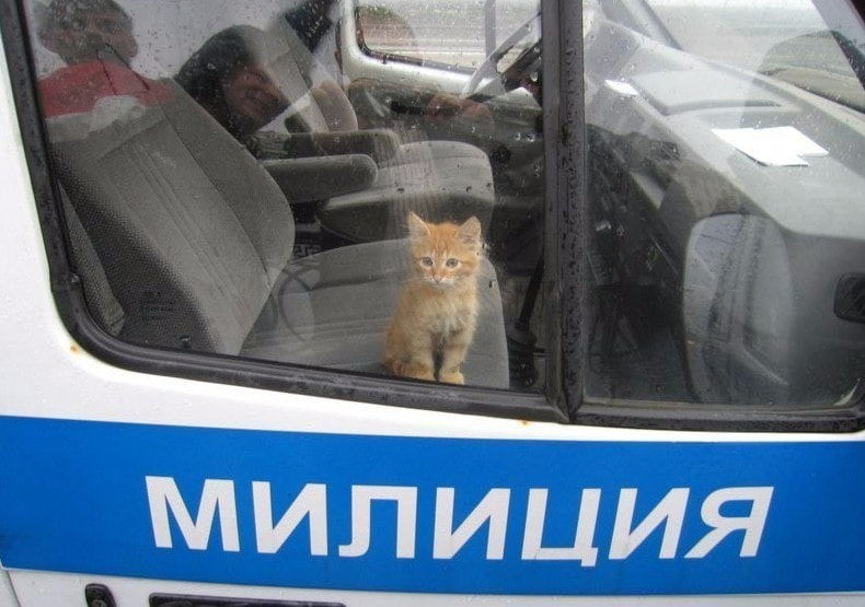 Create meme: cats are drivers, police , Kaliningrad police