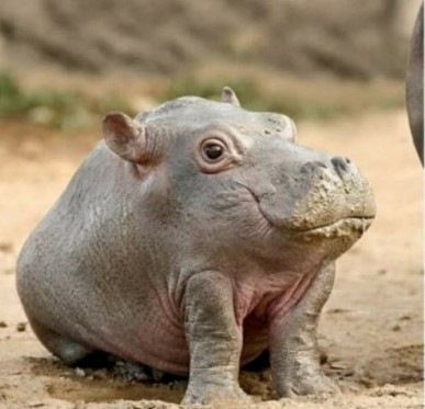 Create meme: little hippo, Hippo , hippopotamus hippopotamus